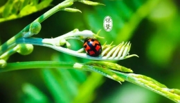 惊蛰节气话养生