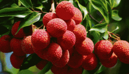 工医科普 | 荔枝味虽美，当心“荔枝病”，严重或危及生命！