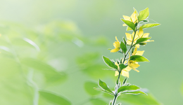 工医云课堂 | 春分时节，阴阳相半，这份中医养生小贴士请查收！