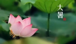 【中医养生】今日大暑，宜防暑、祛湿、调养心神！