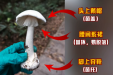 科普｜致命“毒王”已出现！误食后死亡率高→