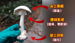 科普｜致命“毒王”已出现！误食后死亡率高→