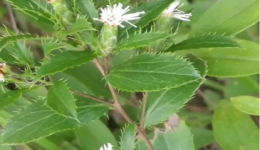 药学科普丨“五月五 挂菖蒲” 你家门口挂的不仅是艾草……