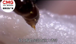 媒体关注 | 被红火蚁咬伤后突发休克！医院提醒：别碰、别轻视！